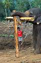 Elephant Lifting Food